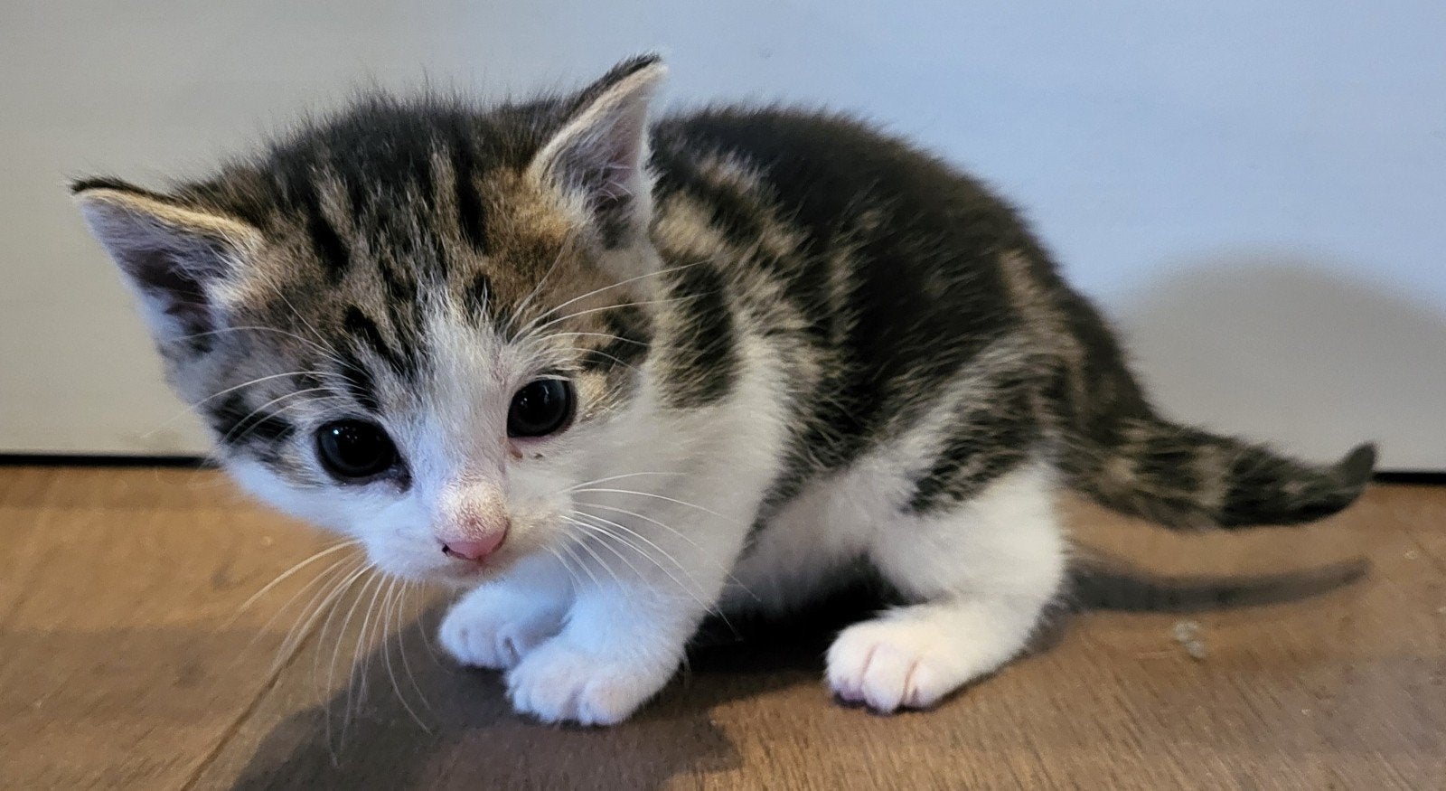 kittens, Meerdere dieren, Ontwormd, 0 tot 2 jaar