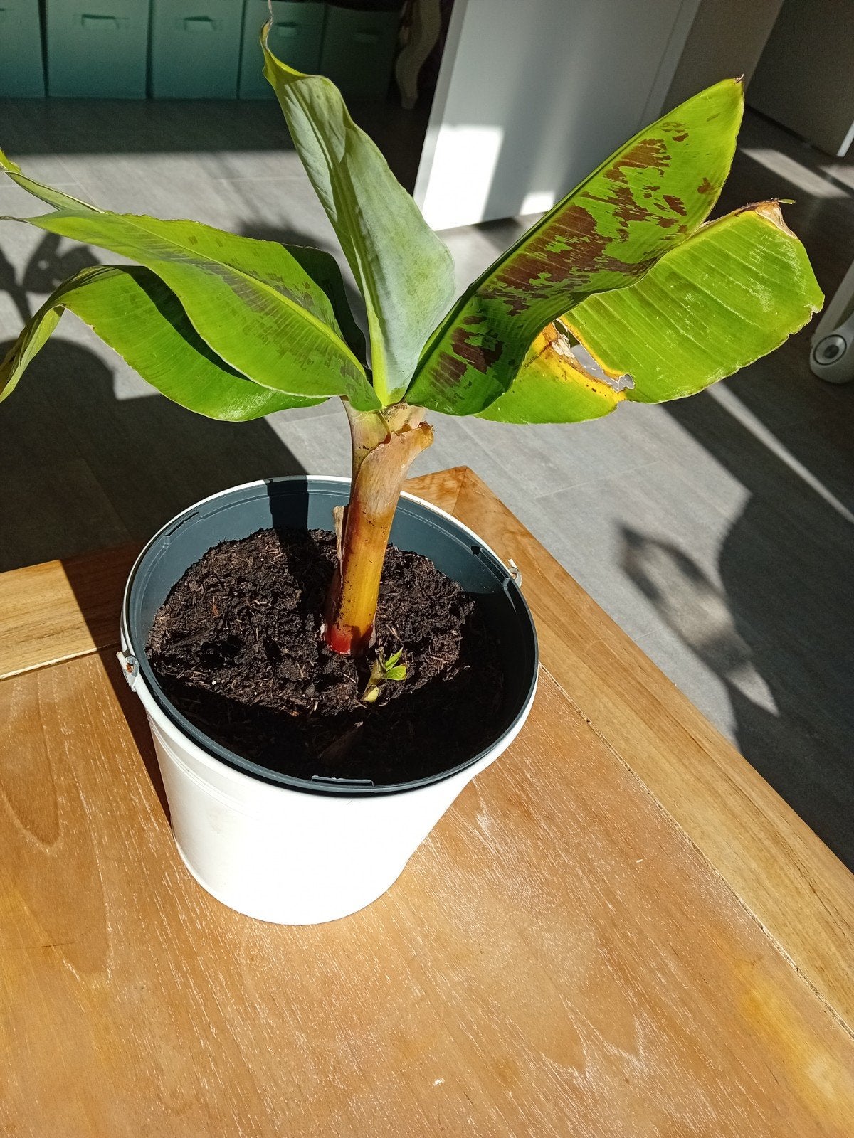 Musa acuminata 'Dwarf Cavendish' - Bananenplant, Ophalen, Fruitplant, Halfschaduw, In pot
