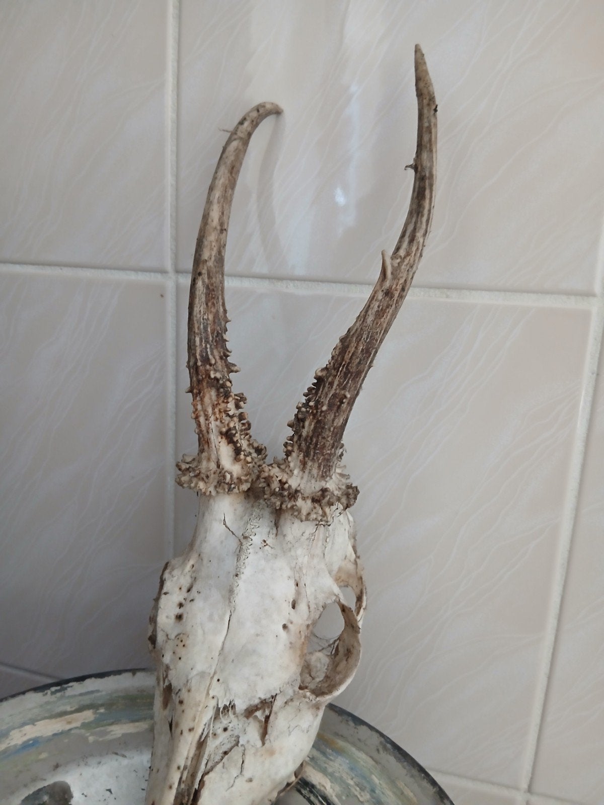 Mooi gewei met kop - Decoratief object, Ophalen of Verzenden, Gebruikt, Hert, Gewei of Kop