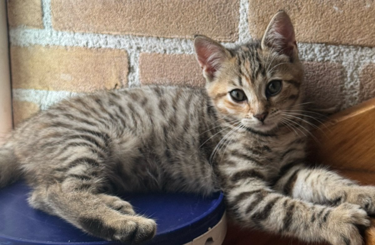 Lieve Toyger kruising kittens, Meerdere dieren, Kortharig, 0 tot 2 jaar