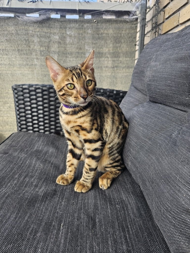 Te koop jonge raszuivere Bengaalse kat, Kater, Met stamboom, 0 tot 2 jaar