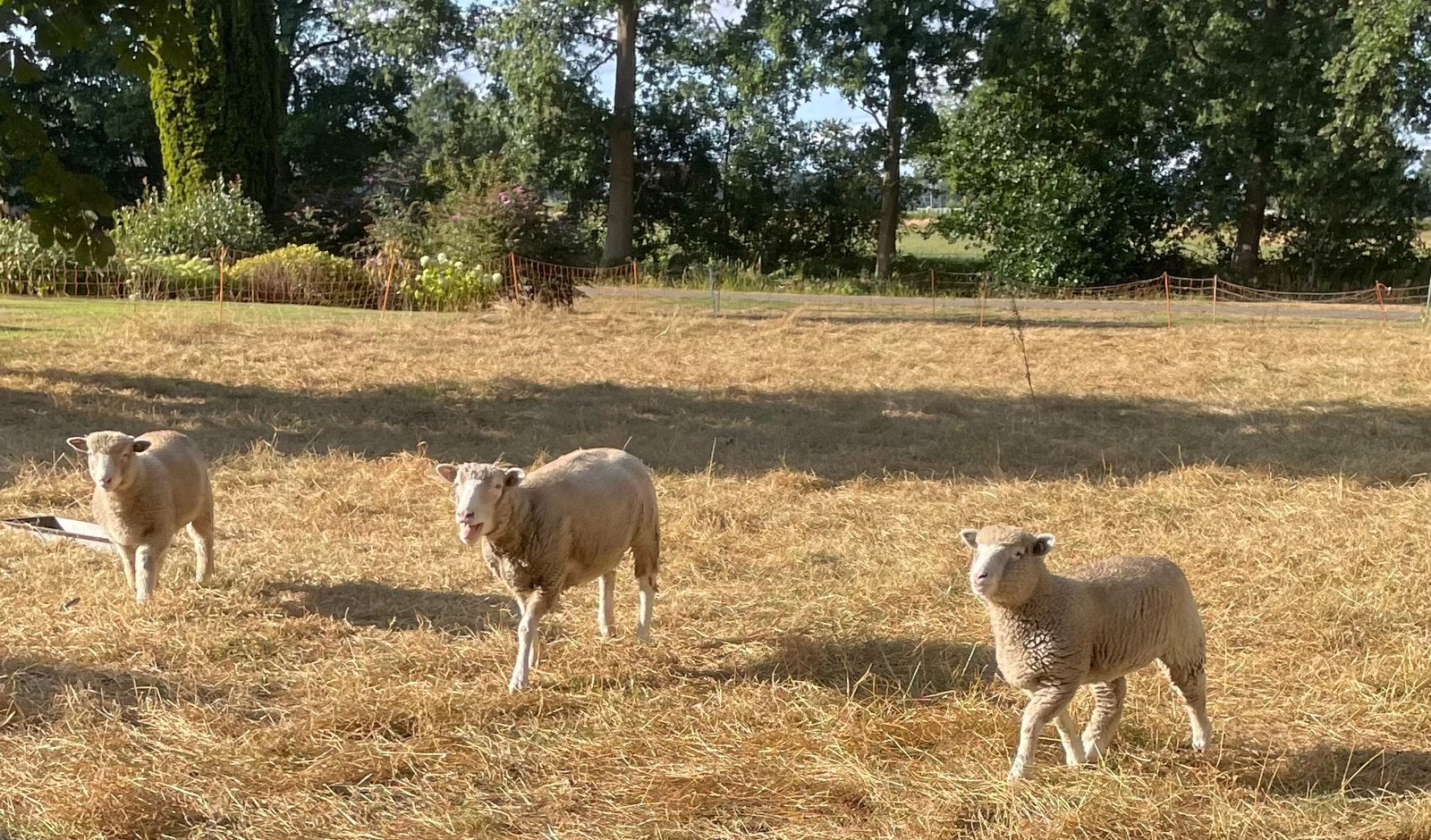 Poll dorset ram Zwoegervrij, Dieren en Toebehoren, Mannelijk, Schaap