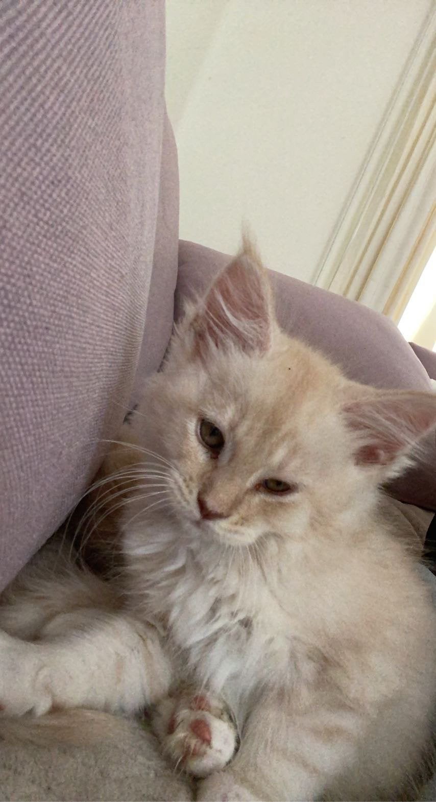 Maine coon kittens, Meerdere dieren, Ontwormd
