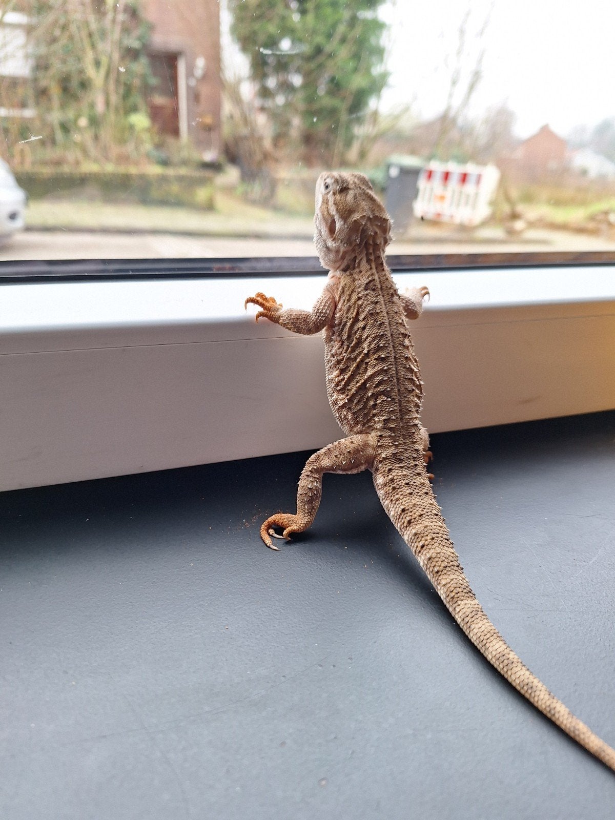 dwergbaardagaam, Dieren en Toebehoren, Schildpad