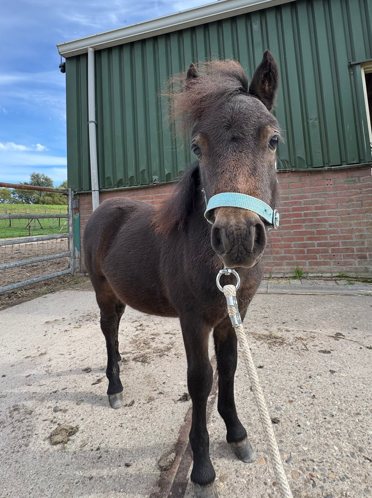 NSPS hengstveulen, Dieren en Toebehoren, Hengst, A pony (tot 1.17m), Gechipt, 0 tot 2 jaar
