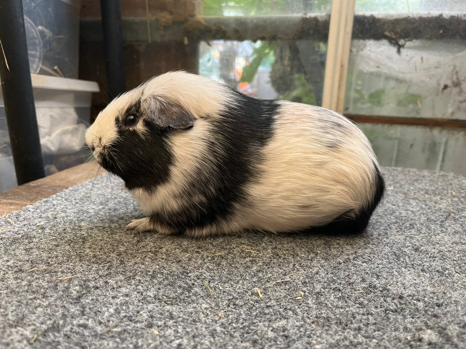 Gladhaar (tdd?) Zwart magpie beer, Dieren en Toebehoren, Cavia, April, Mannelijk, Tam