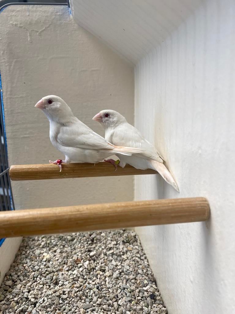 Koppels Albino Zilverbekjes, Dieren en Toebehoren, Meerdere dieren