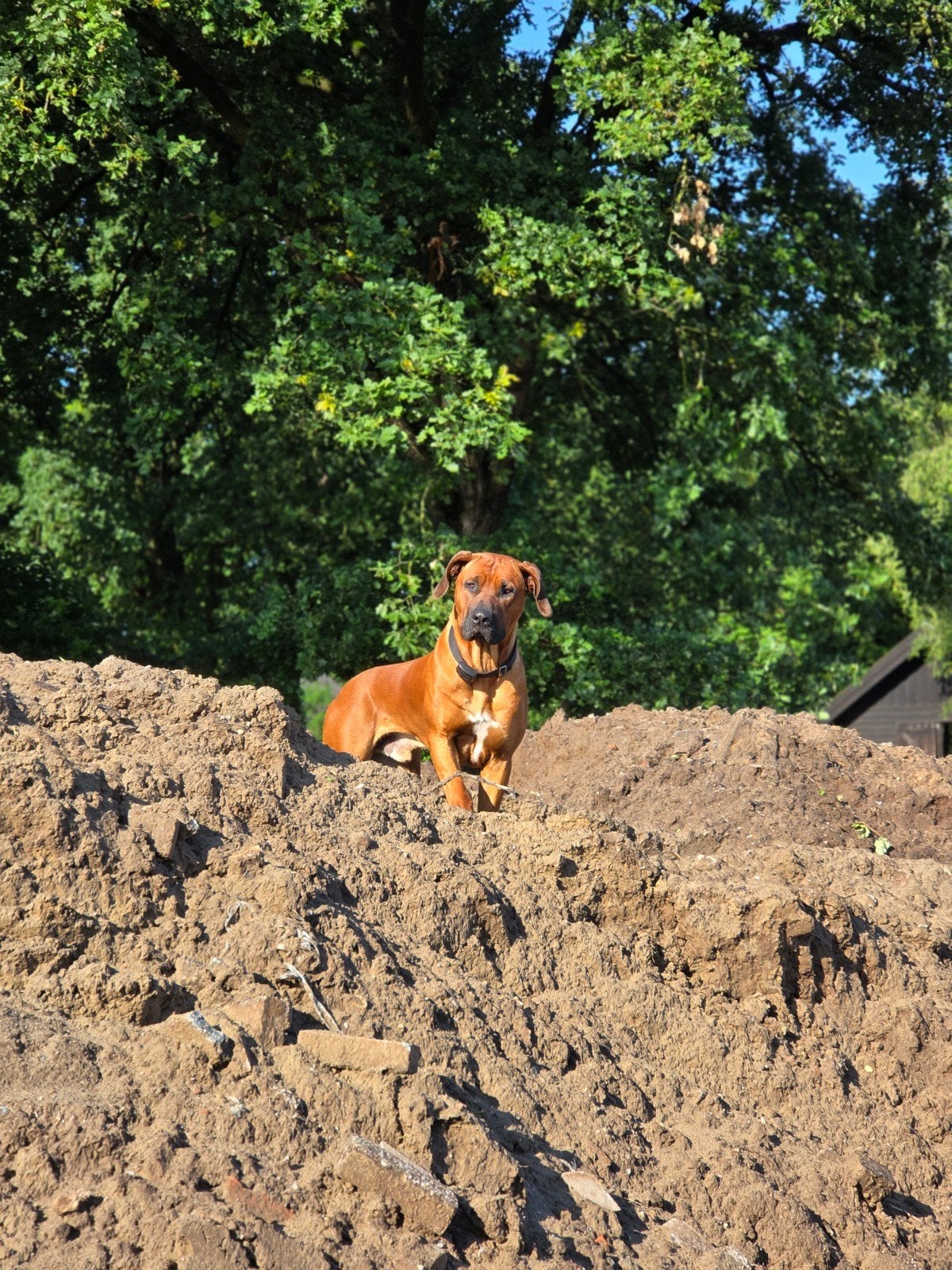Dekreu Rhodesian Ridgeback x Boerboel, Reu, 1 tot 2 jaar, Parvo, Eén hond