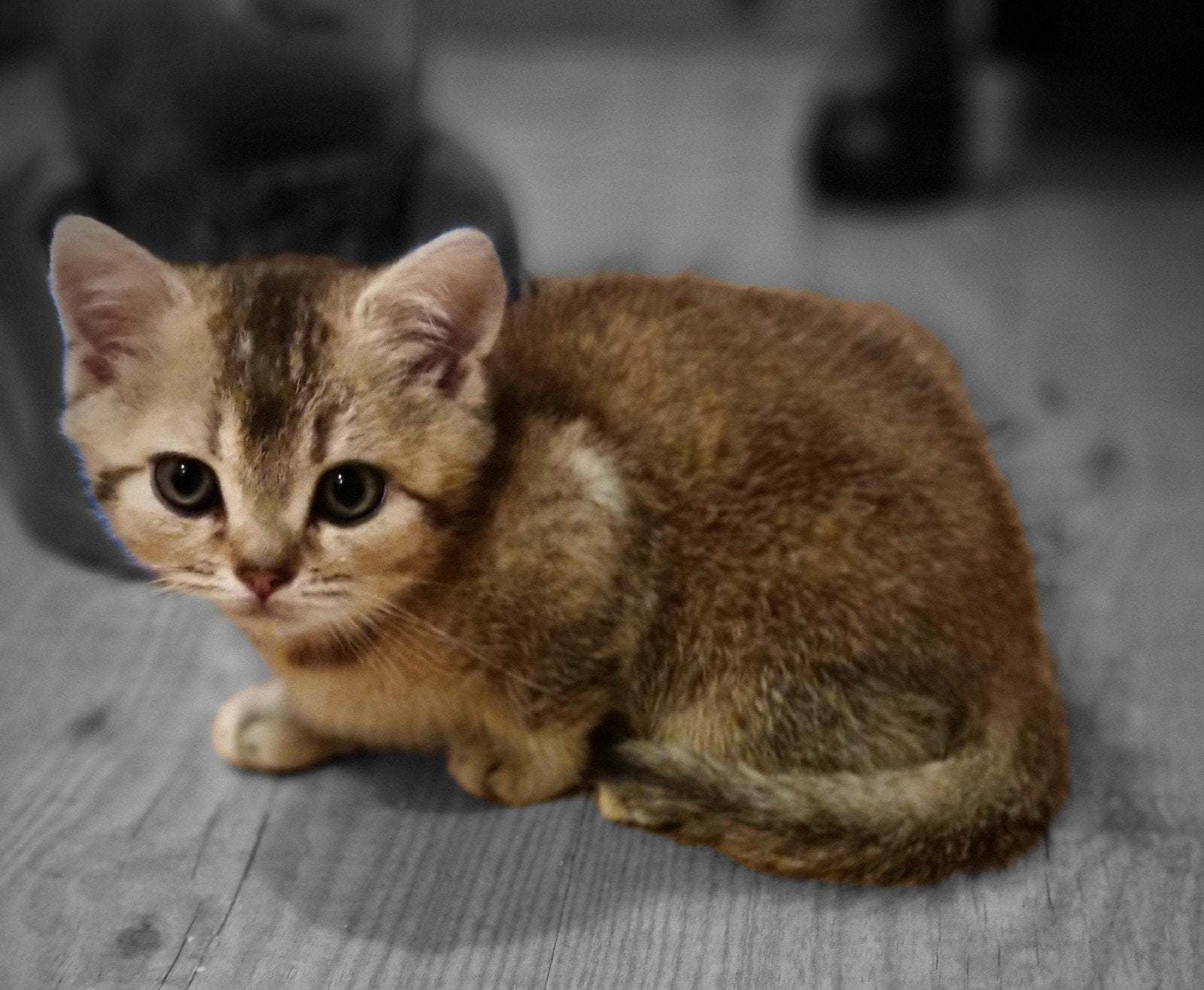 Britse korthaar  Kitten, Meerdere dieren