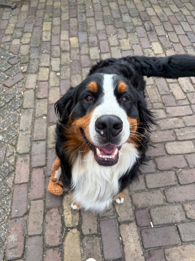 Dekreu, Dieren en Toebehoren, Reu, 1 tot 2 jaar, Eén hond, Nederland