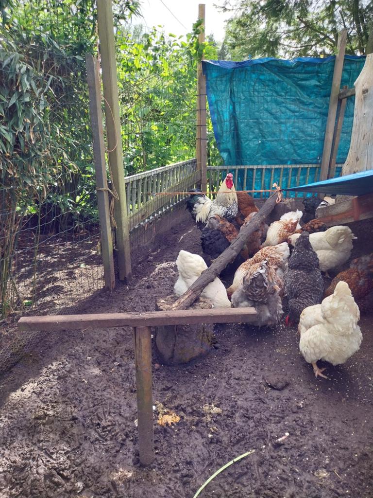Broedeieren grt wyandot 1.00 € p.s, Dieren en Toebehoren, Pluimvee, Meerdere dieren, Eend