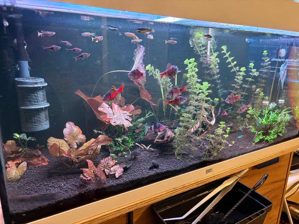 juwel rio 180 liter met eheim filter en twinstar lamp, Dieren en Toebehoren, Ophalen, Inclusief vissen, Juwel, Gevuld zoetwateraquarium