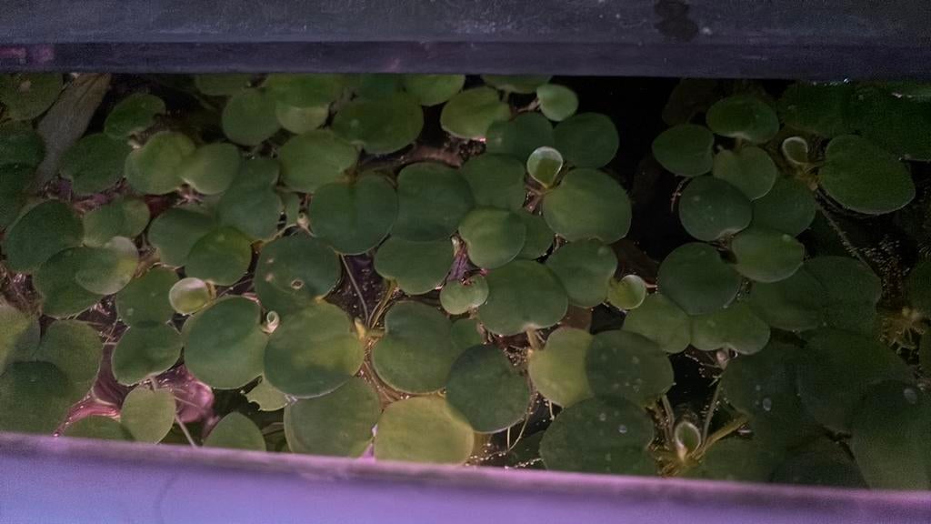 Drijfplanten aquarium, Dieren en Toebehoren, Ophalen of Verzenden, Nieuw, Plant(en), Steen of Hout