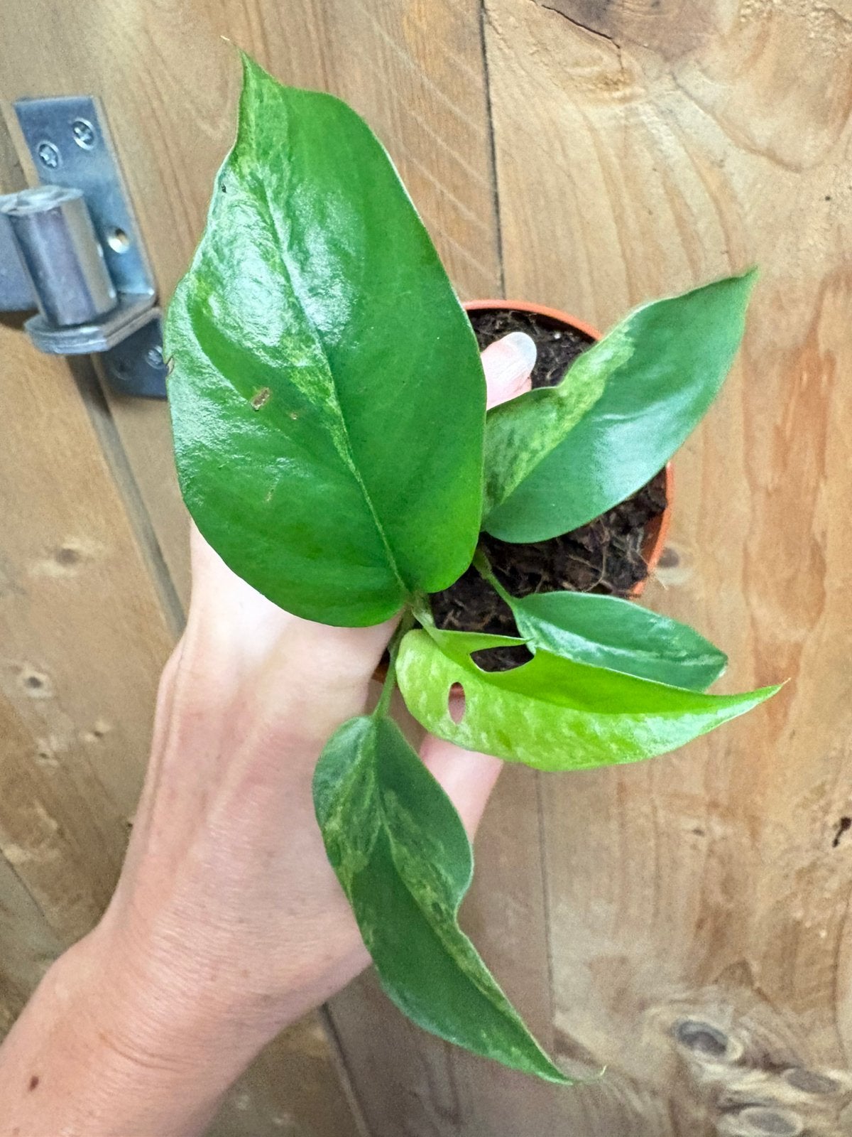 Rhapidophora tetrasperma plant variegata mint albo white, Huis en Inrichting, Kamerplanten, Ophalen of Verzenden, Halfschaduw