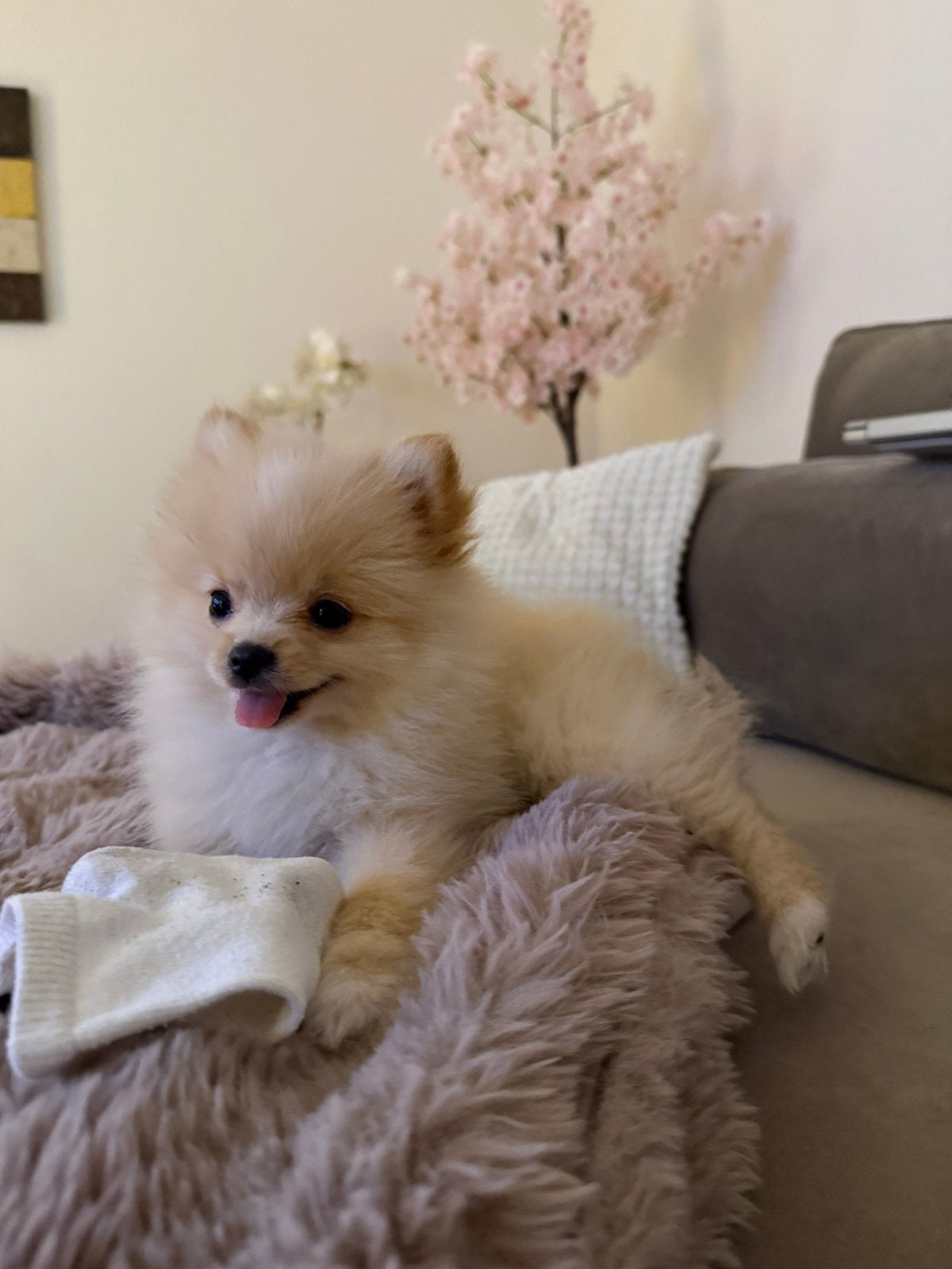 Pomeriaan pup, Dieren en Toebehoren, Parvo, Overige rassen, 8 tot 15 weken, Teef