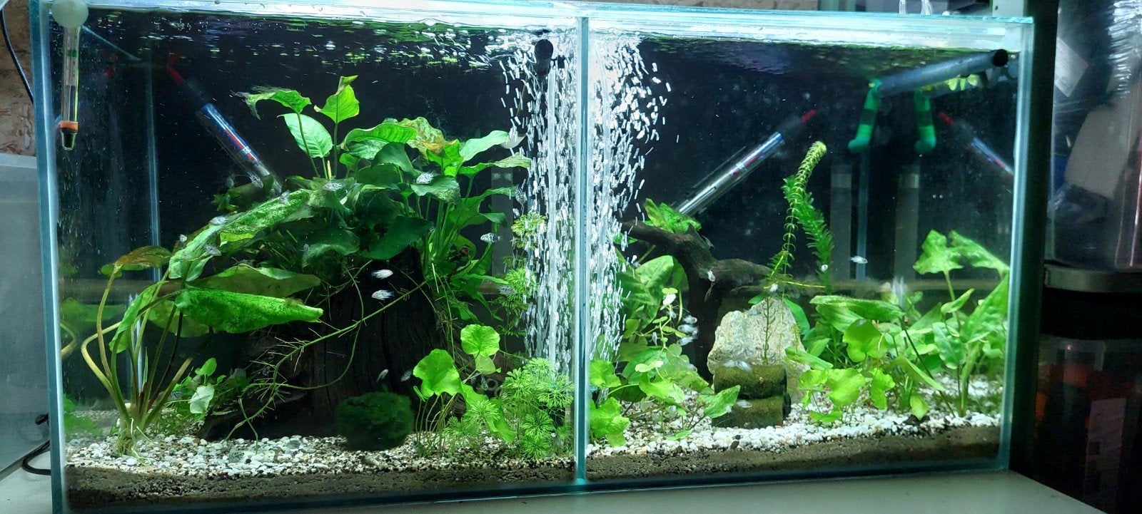 Aquarium(dubbel), Dieren en Toebehoren, Ophalen, Zo goed als nieuw, Gevuld zoetwateraquarium