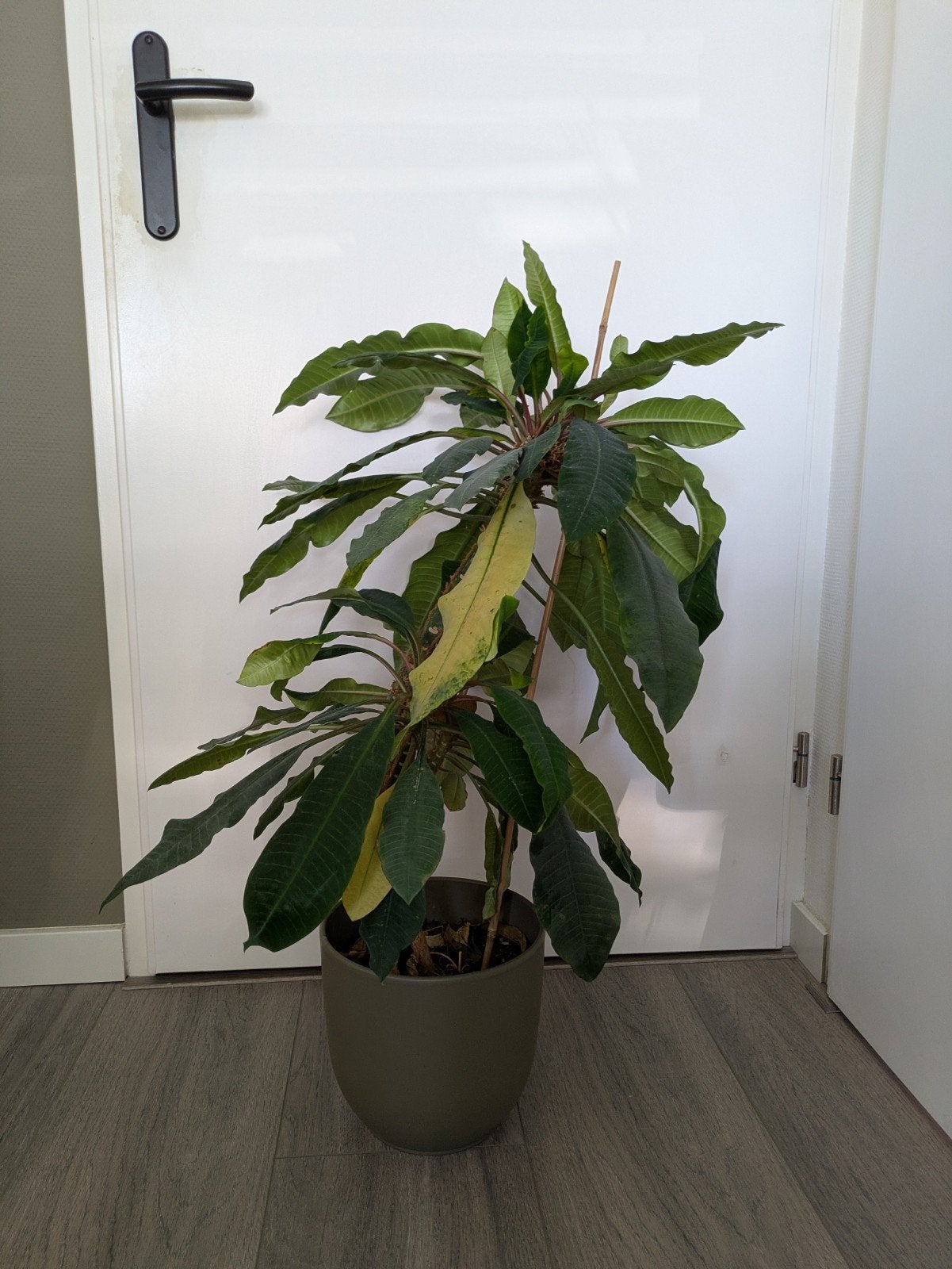 Madagascar Jewel plant, Ophalen, Halfschaduw, Minder dan 100 cm