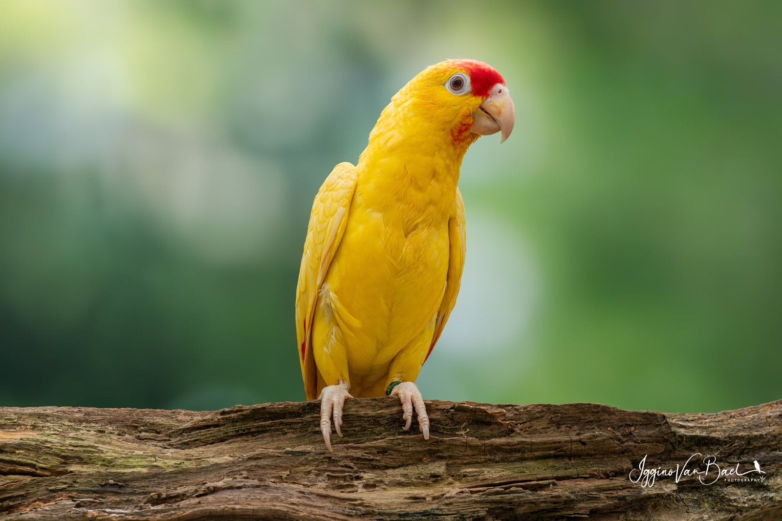 Diverse lutino/split geelwang amazones, Dieren en Toebehoren, Meerdere dieren, Papegaai