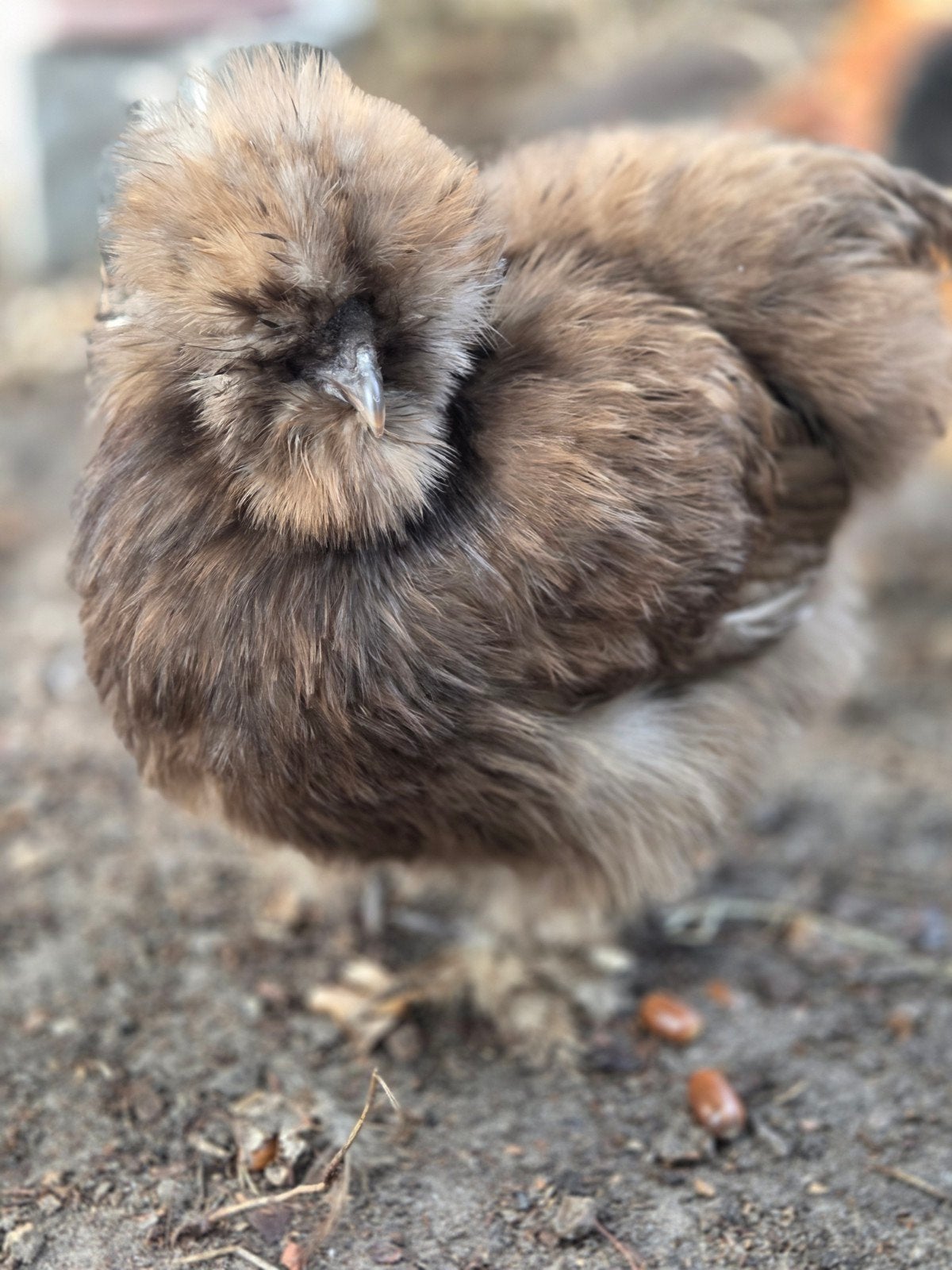 100% USA zijdehoen Broedeieren te koop!, Dieren en Toebehoren, Geslacht onbekend, Kip