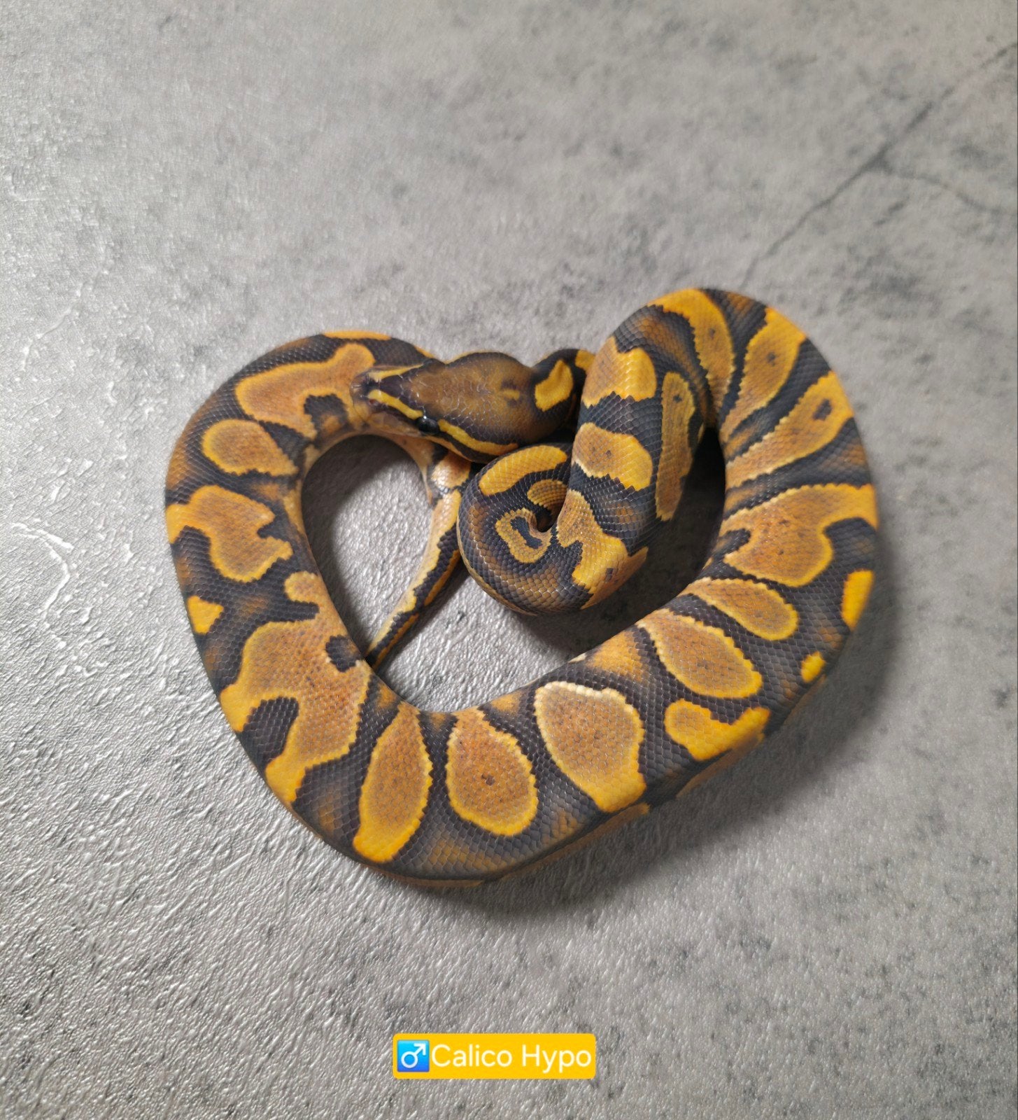 Ballpythons/Koningspythons/Python Regius 2026 Ball Python photo 3
