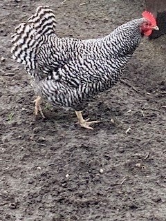 Kruising Amrock x groenlegger, mooie grote broedeieren, Dieren en Toebehoren, Pluimvee, Geslacht onbekend, Kip