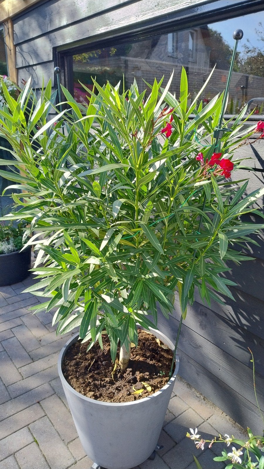 Prachtige bloeiende oleander, 110 cm hoog, Tuin en Terras, Volle zon, Vaste plant, Zomer, Ophalen