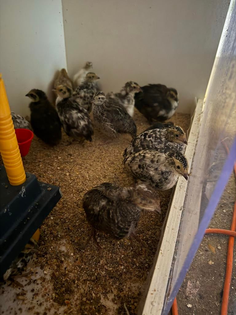 Jonge kwartels 2-3 weken oud te koop verschillende kleuren, Dieren en Toebehoren, Pluimvee, Meerdere dieren, Overige soorten