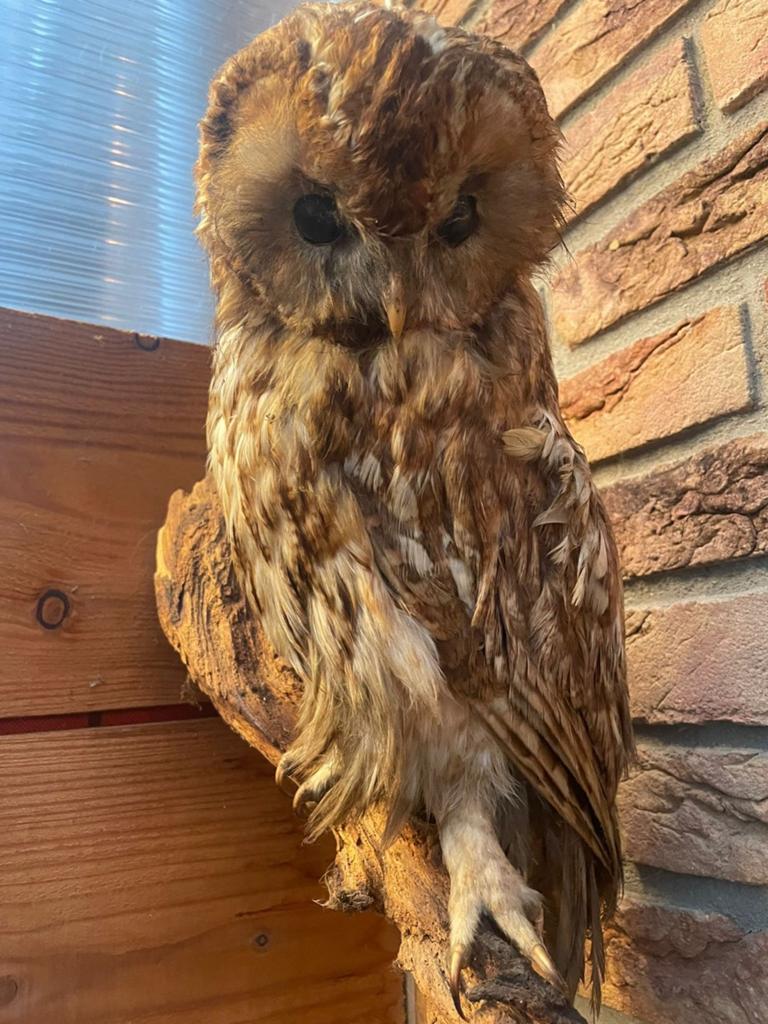 Uil, Ophalen of Verzenden, Zo goed als nieuw, Vogel, Opgezet dier