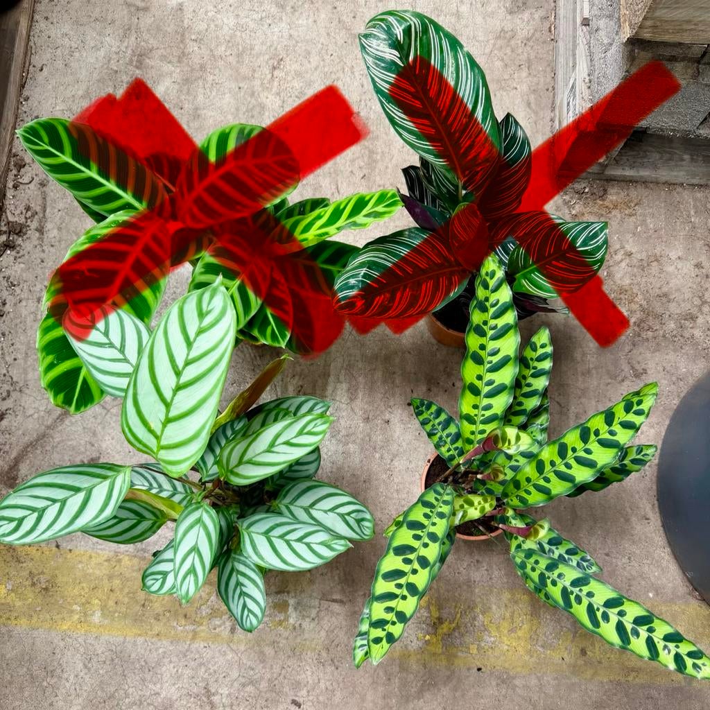 Calathea Mix P12 prijs per plant, Overige soorten, In pot, Minder dan 100 cm, Groene kamerplant