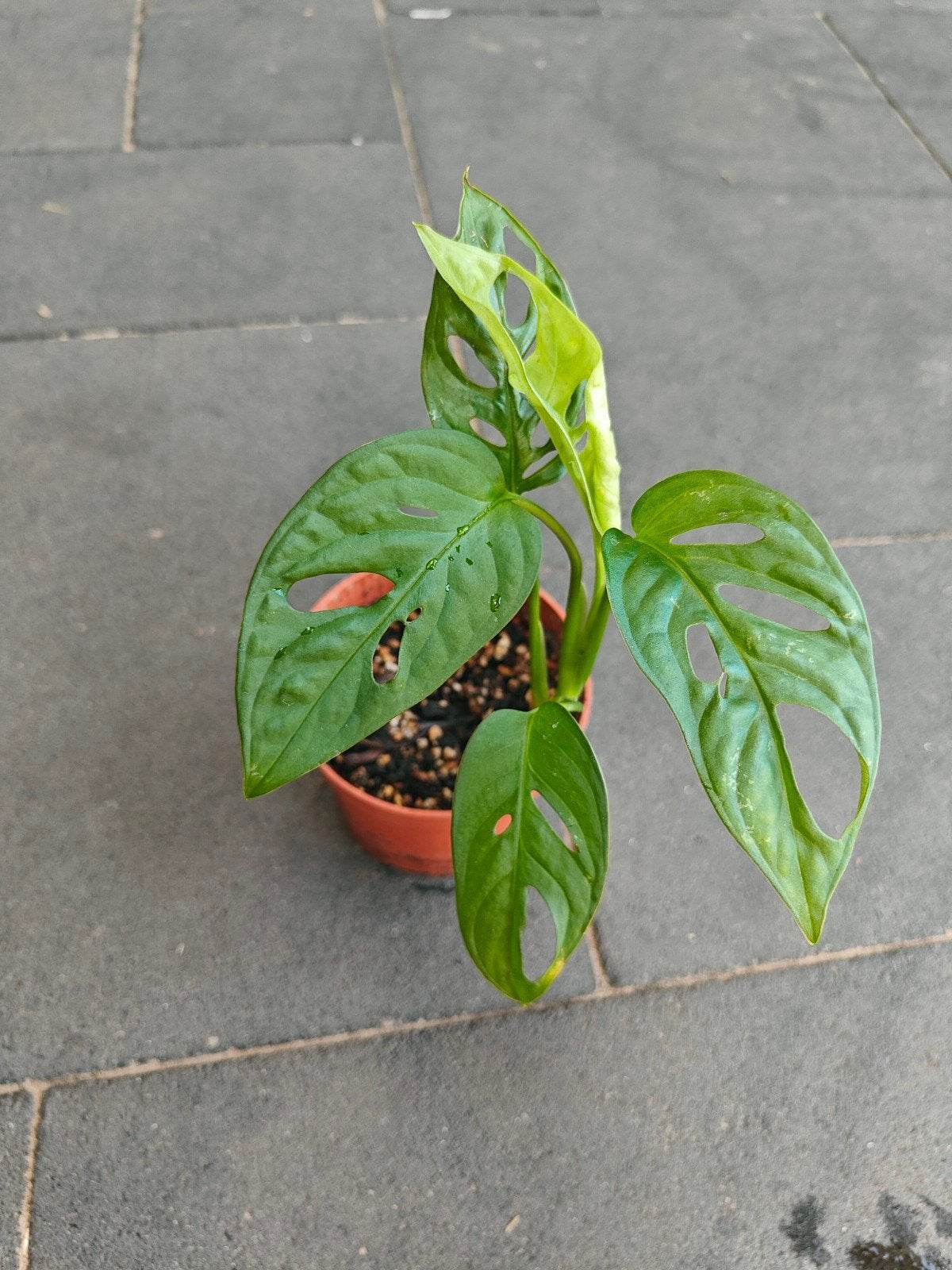 Monkey Mask/Monstera Adansonii (Rimpel gatenplant), Ophalen of Verzenden