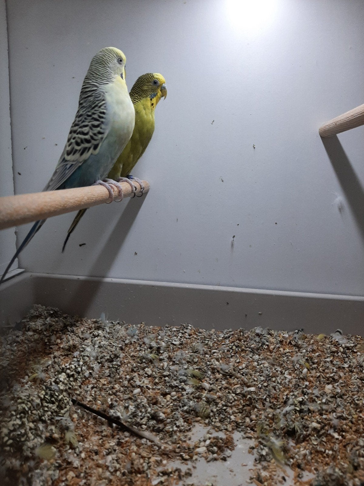2 mooie broedrijpe koppels grasprakieten, Meerdere dieren, Parkiet, Geringd