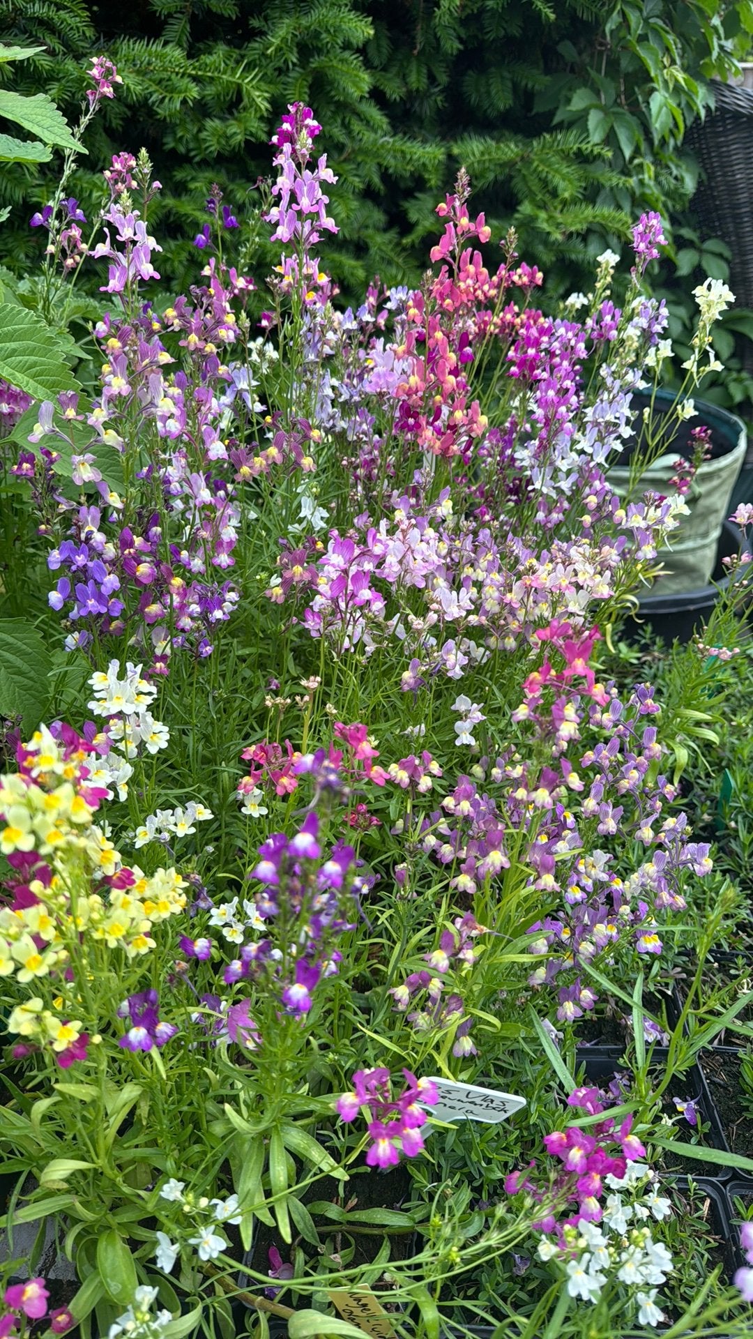 Vlasleeuwenbek, Tuin en Terras, Planten | Tuinplanten, Overige soorten, Volle zon, Ophalen