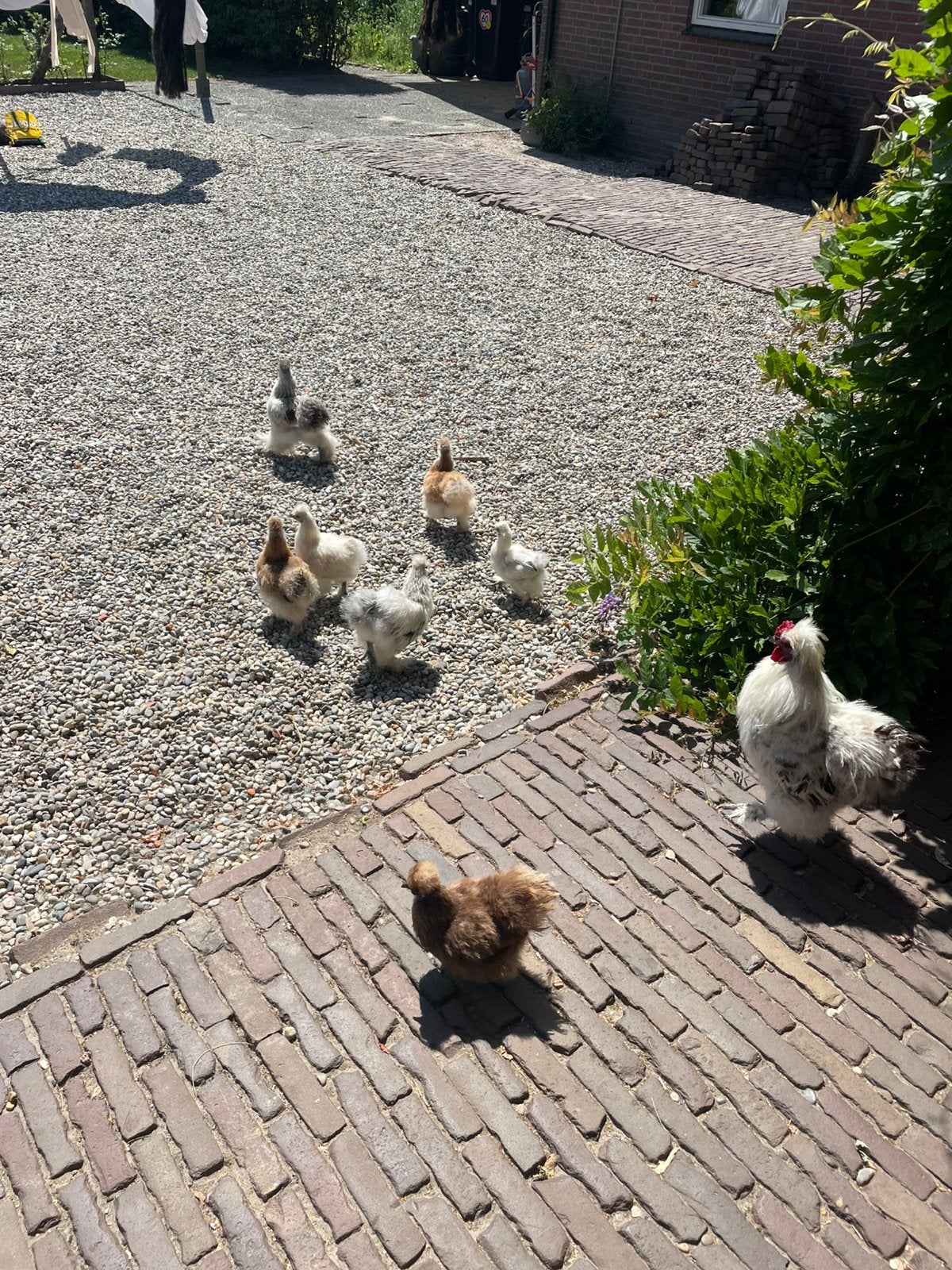 Zijdehoender kriel haantjes, Dieren en Toebehoren, Pluimvee, Kip, Mannelijk