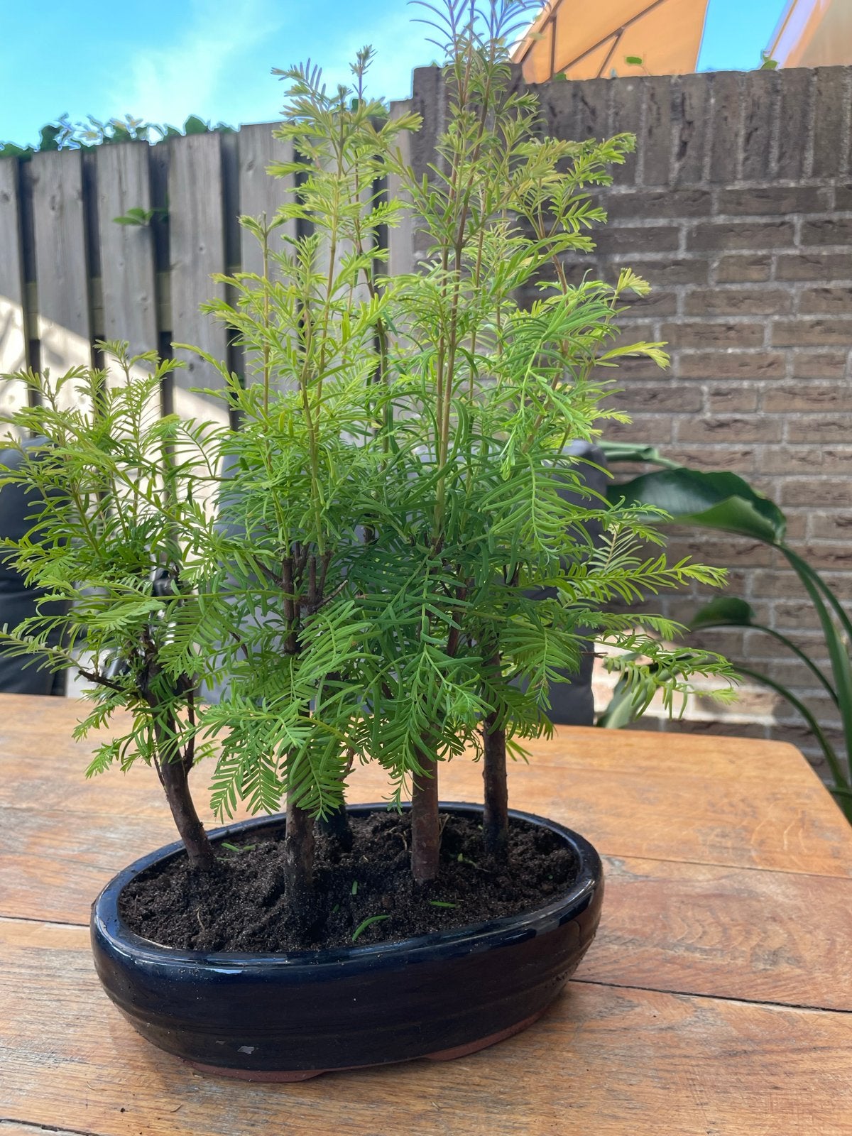 Metasequoia Bosje Bonsai, Overige soorten, Volle zon, Vaste plant, Ophalen of Verzenden
