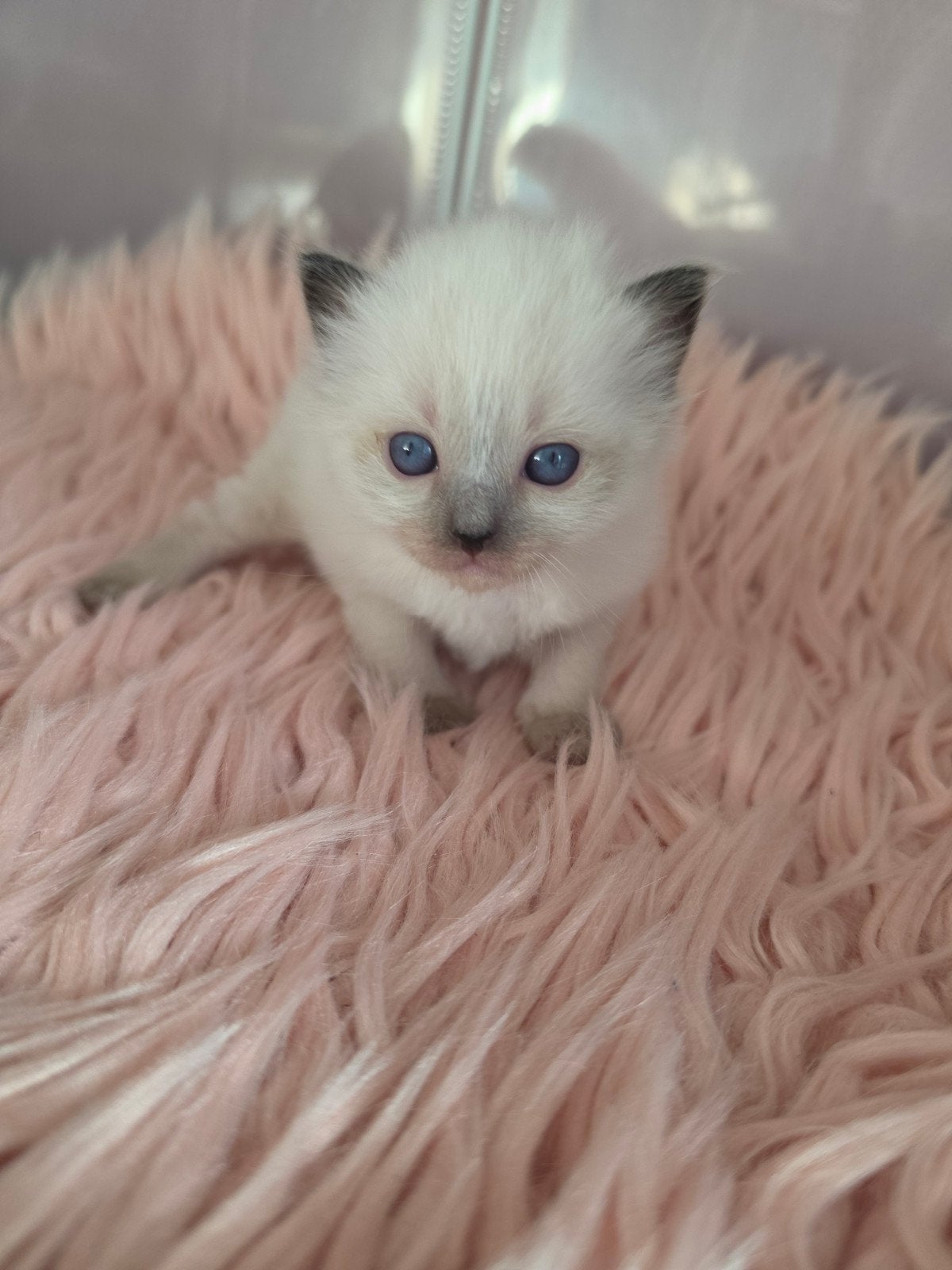 Ragdoll kittens (poesje en katertje), Meerdere dieren, Gechipt, 0 tot 2 jaar