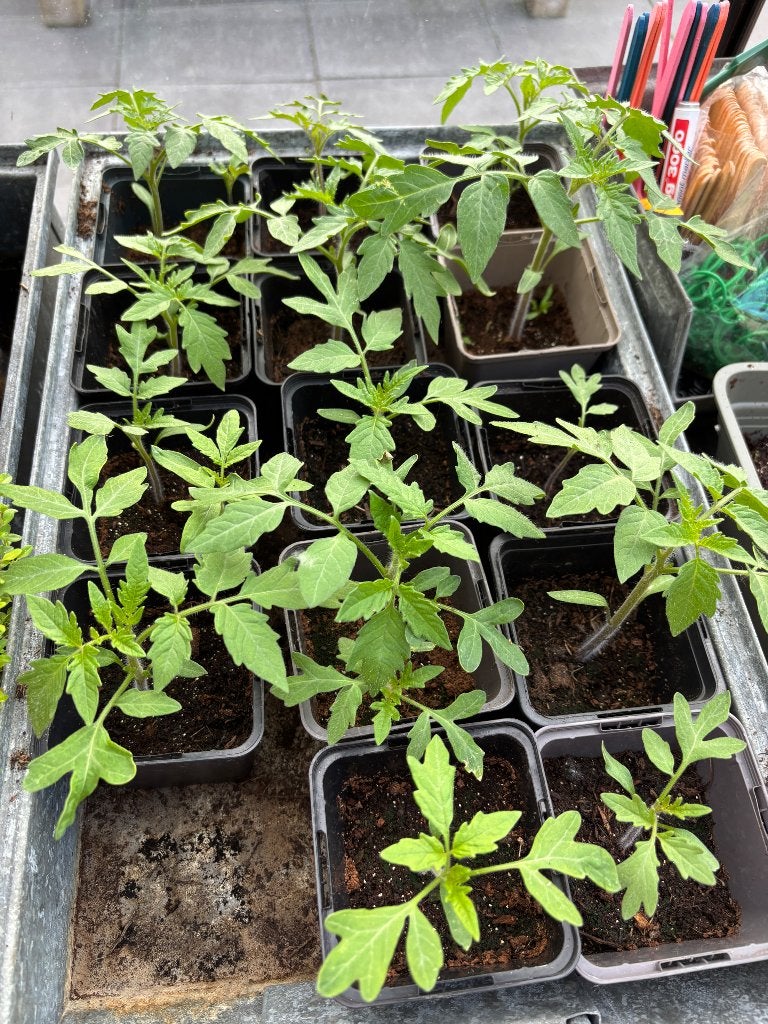 Tomaten plantjes Moneymaker Bio, Ophalen, Eenjarig, Groenteplanten, Volle zon