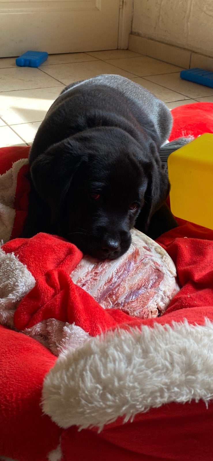 Nog 2 Zwarte Labrador pups met stamboom te lommel, Parvo, België, Fokker | Hobbymatig, 8 tot 15 weken