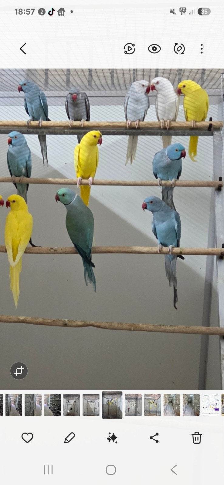 20 halsband parkieten, Dieren en Toebehoren, Vogels | Parkieten en Papegaaien, Meerdere dieren, Parkiet