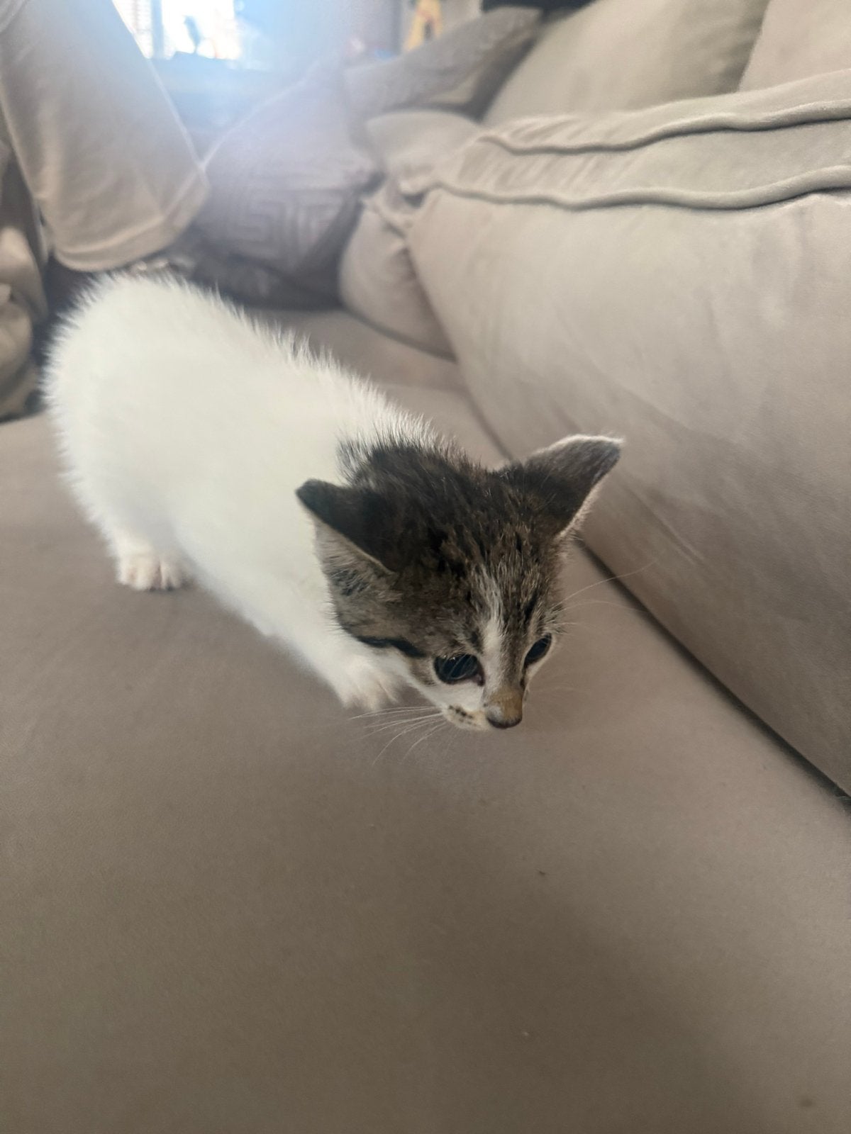 Mix kittens bengaal cypers 7 weken, Dieren en Toebehoren, Katten en Kittens | Overige Katten, Meerdere dieren, Kortharig, 0 tot 2 jaar