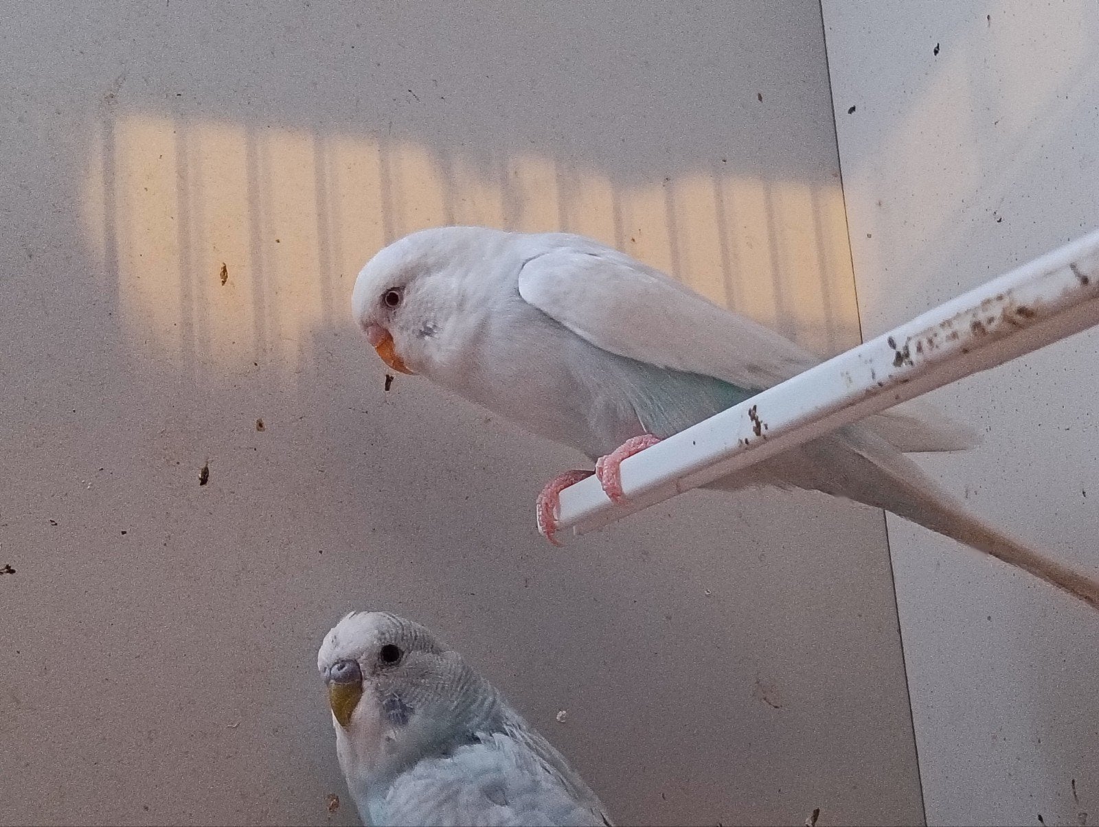 te koop aantal vogels, Meerdere dieren, Parkiet