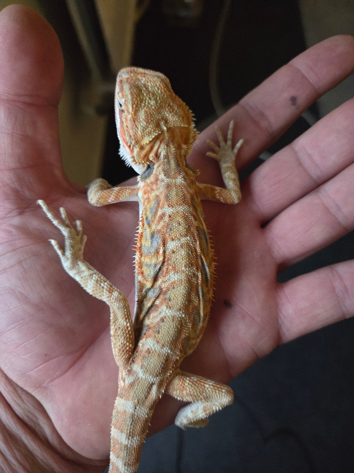 Baardagaam Pogona Vitticeps Hypo Red Orange Tiger Bearded Dragon photo 2