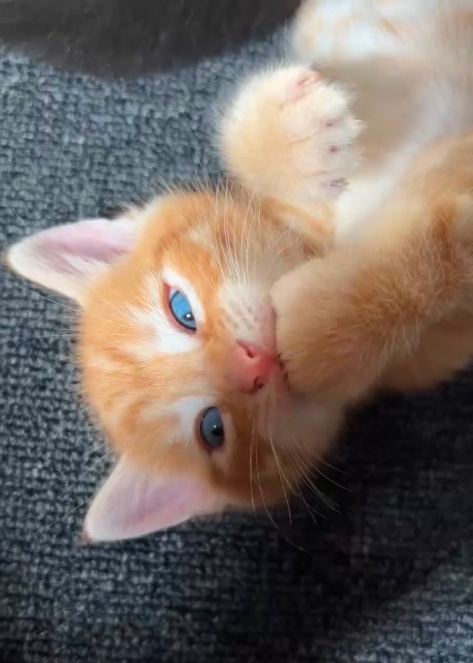 Lieve kittens zoeken een nieuw thuis, Meerdere dieren, Kortharig, 0 tot 2 jaar