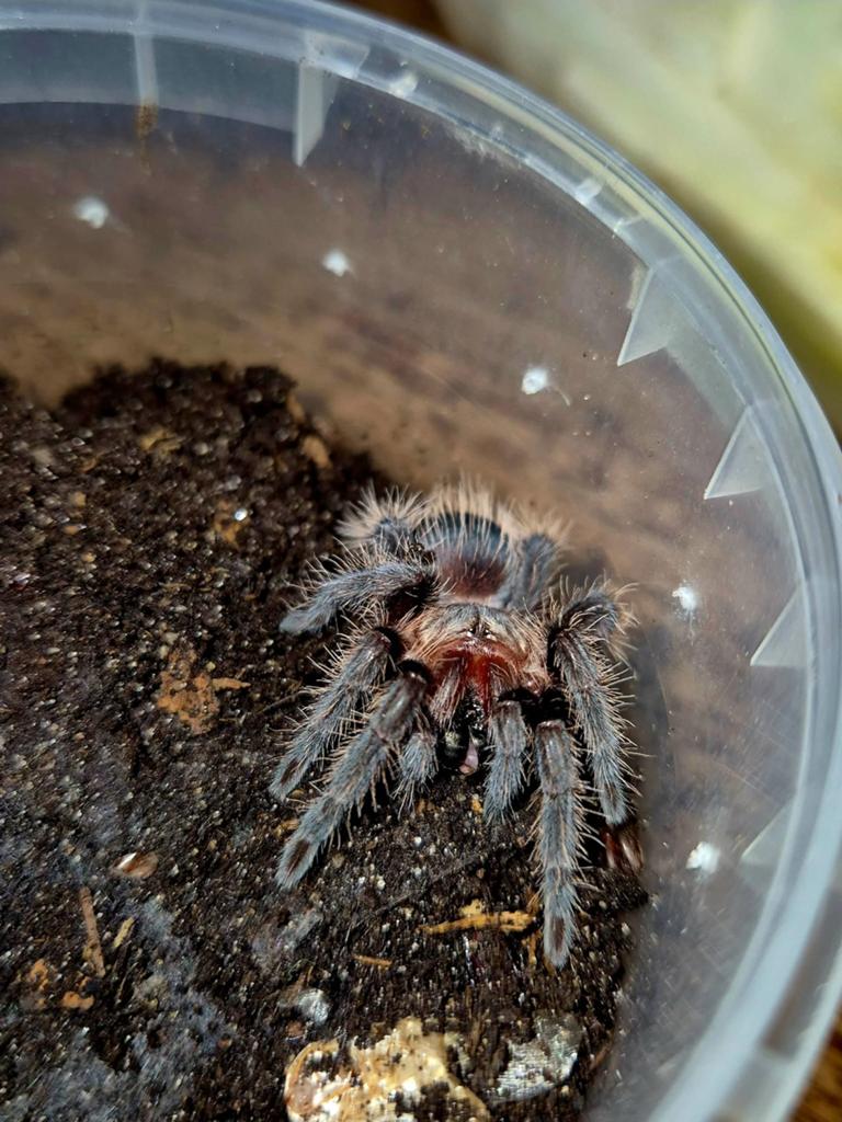 Krulhaar vogelspinnen Tliltocatl albopilosus), Dieren en Toebehoren
