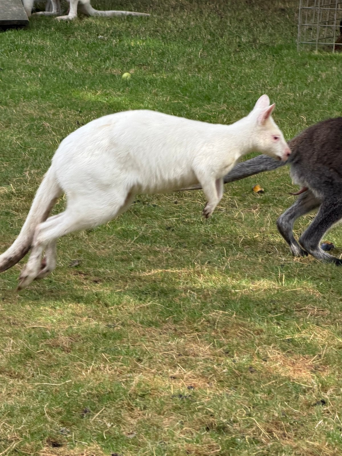 Witte waliby man, Mannelijk, Schaap