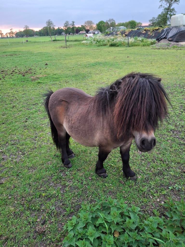 Shetlander hengst, Dieren en Toebehoren, Hengst