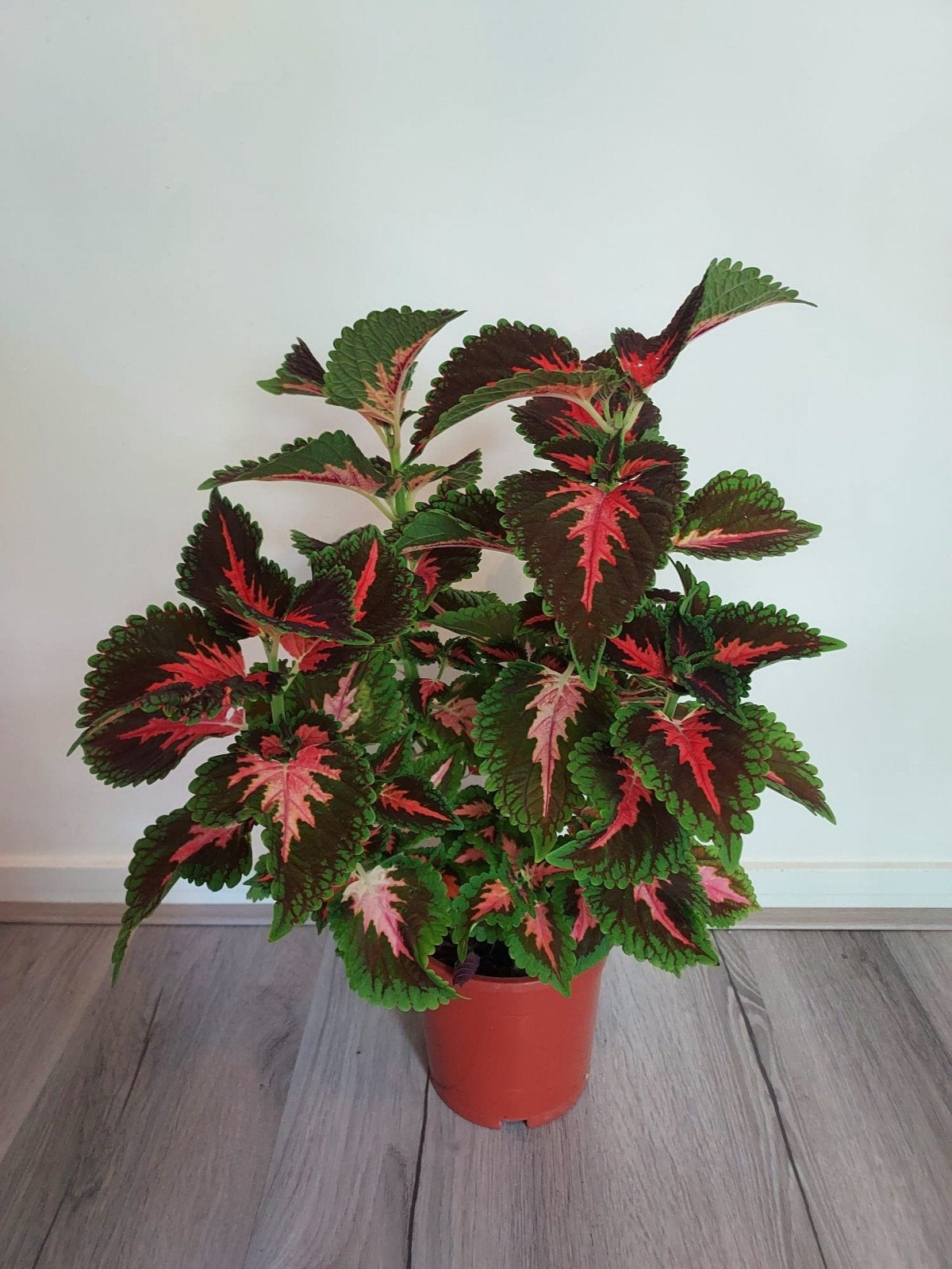 Coleus scutellarioides ( Siernetel ), Huis en Inrichting, Ophalen, Halfschaduw, Minder dan 100 cm