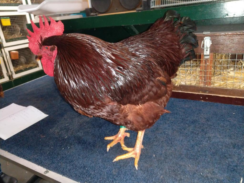 Broedeieren Rhode Island Red,, Dieren en Toebehoren, Pluimvee, Kip, Geslacht onbekend