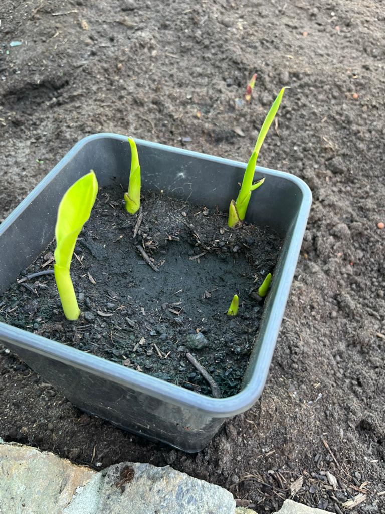 Canna Picasso - Grote knol met 5 uitlopers, Tuin en Terras, Planten | Tuinplanten, Overige soorten, Volle zon, Vaste plant, Ophalen of Verzenden