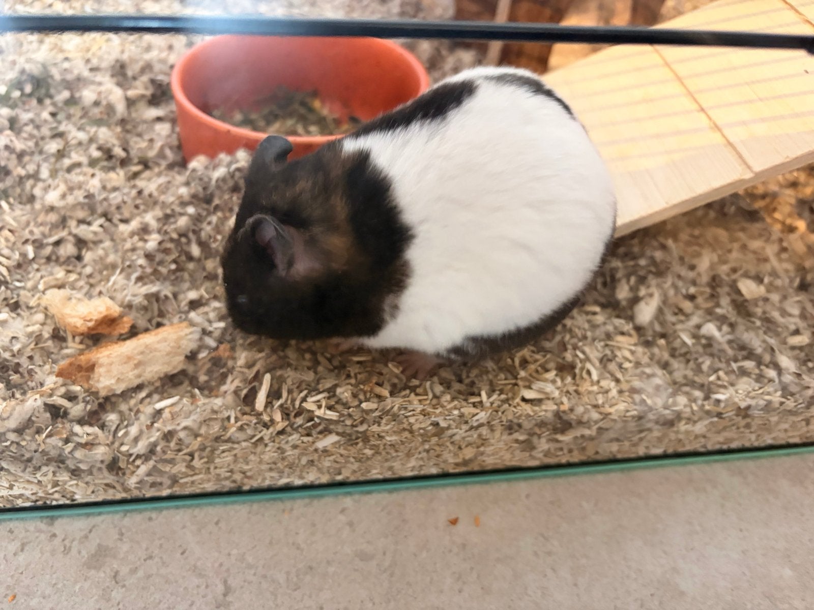 Goudhamster met of zonder kooi en accesoires, Dieren en Toebehoren, Knaagdieren, Januari, Vrouwelijk, Hamster