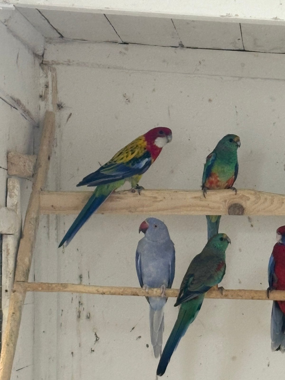 Koppel Goudmantel Rossela,s, Meerdere dieren, Parkiet, Geringd